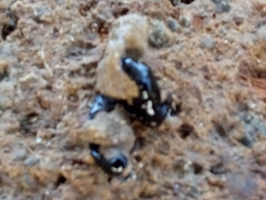 Humbertium covidum