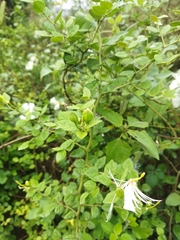 Capparis grandiflora