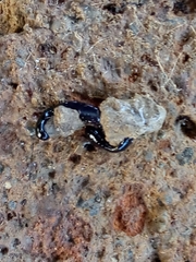 Humbertium covidum