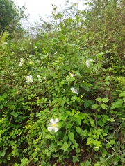 Capparis grandiflora