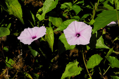 Ipomoea sagittifolia