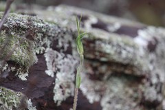 Pterostylis setulosa