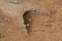 Cataglyphis bombycina