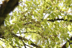 Ulmus uyematsui