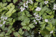 Sanicula petagnioides