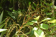 Vriesea paratiensis