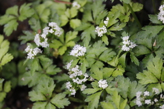 Sanicula petagnioides