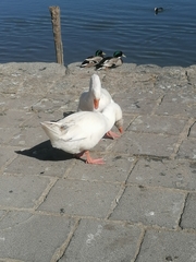 Anser anser domesticus