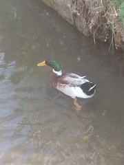 Anas platyrhynchos