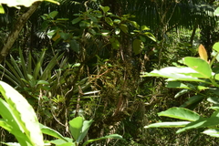 Vriesea paratiensis