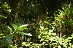 Vriesea paratiensis