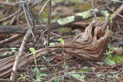 Pterostylis setulosa