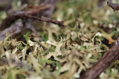 Xanthoparmelia semiviridis