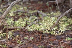 Xanthoparmelia semiviridis