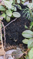 Dolichoderus taschenbergi