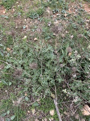 Marrubium supinum