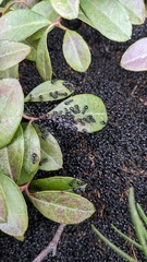 Dolichoderus taschenbergi