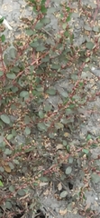 Euphorbia thymifolia