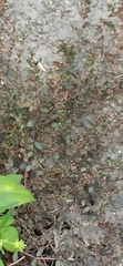 Euphorbia thymifolia