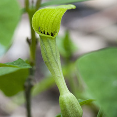 Aristolochia pallida