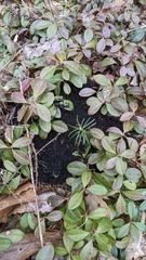 Dolichoderus taschenbergi