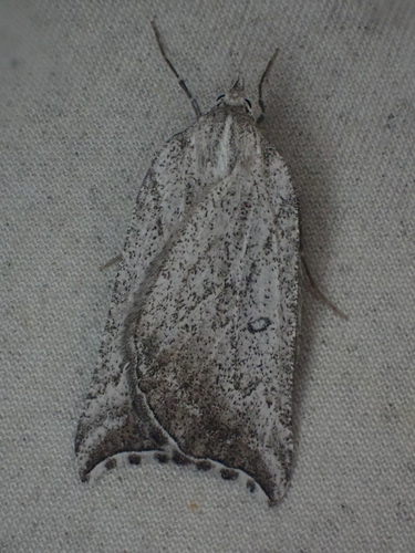 Plataea diva