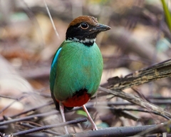 Pitta sordida cucullata