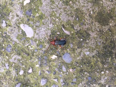 Phymatodes testaceus
