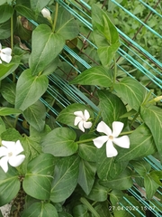 Vinca major