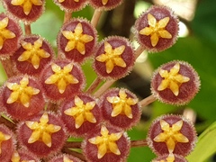 Hoya obscura