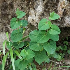 Aristolochia pallida