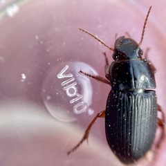 Harpalus rubripes