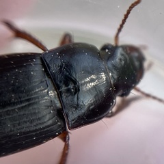 Harpalus rubripes