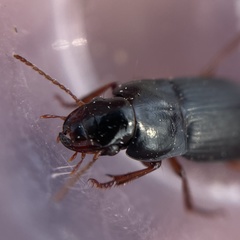 Harpalus rubripes