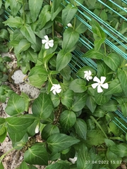 Vinca major