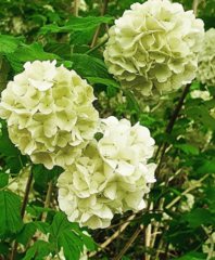 Viburnum macrocephalum