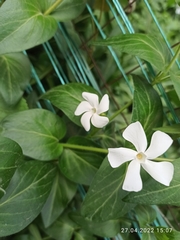 Vinca major