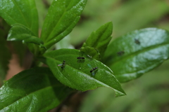 Dicranosepsis