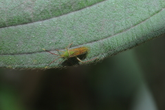 Hyalopeplus spinosus