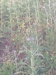 Galactites tomentosus