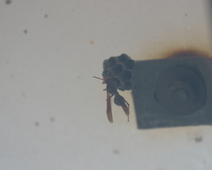 Polistes jokahamae