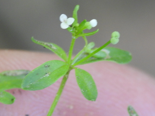 Image of Galium tinctorium by (c) Sam Kieschnick, some rights reserved (CC BY)