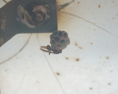 Polistes jokahamae