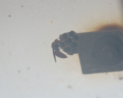 Polistes jokahamae