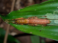 Peracca mirzai
