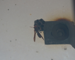 Polistes jokahamae