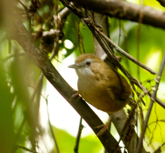 Malacocincla abbotti