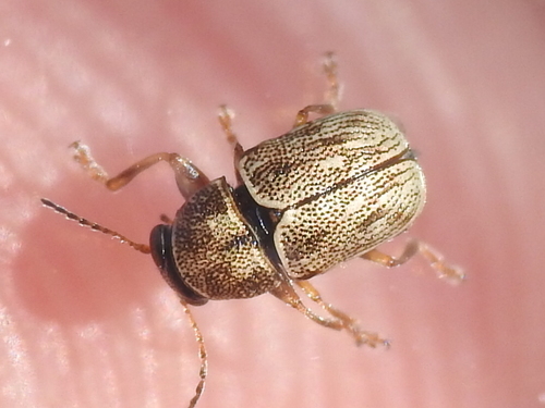 Pachybrachis immaculatus