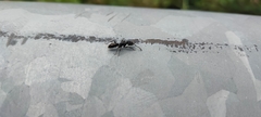 Ochetellus glaber