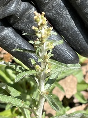 Gamochaeta argyrinea